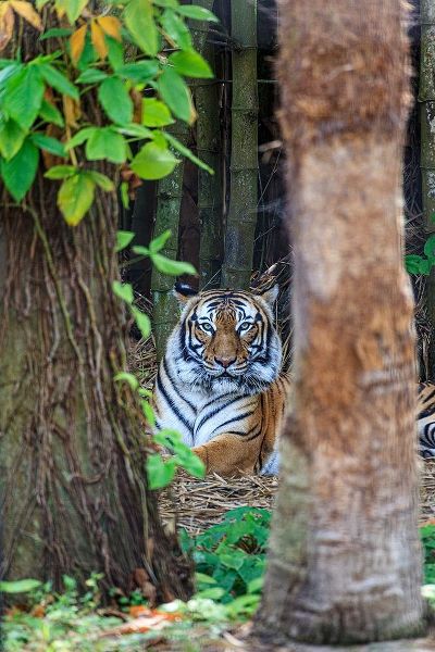 A Malayan tiger maintains a restful vigil